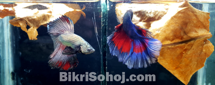 Thailand er imported betta